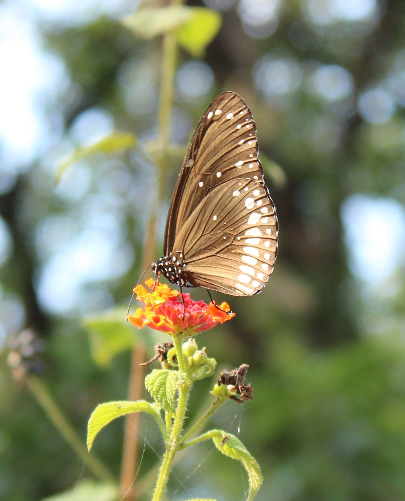 butterfly Wallpaper Cave