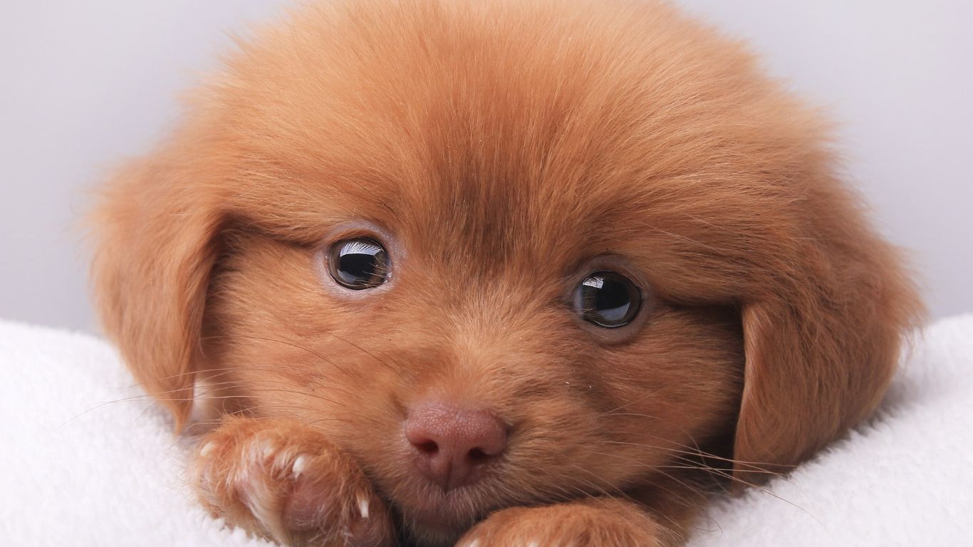 Cute puppy Wallpaper Cave