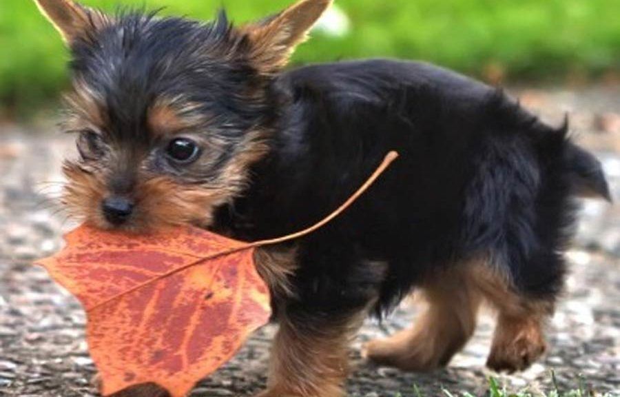 cute animals Wallpaper Cave