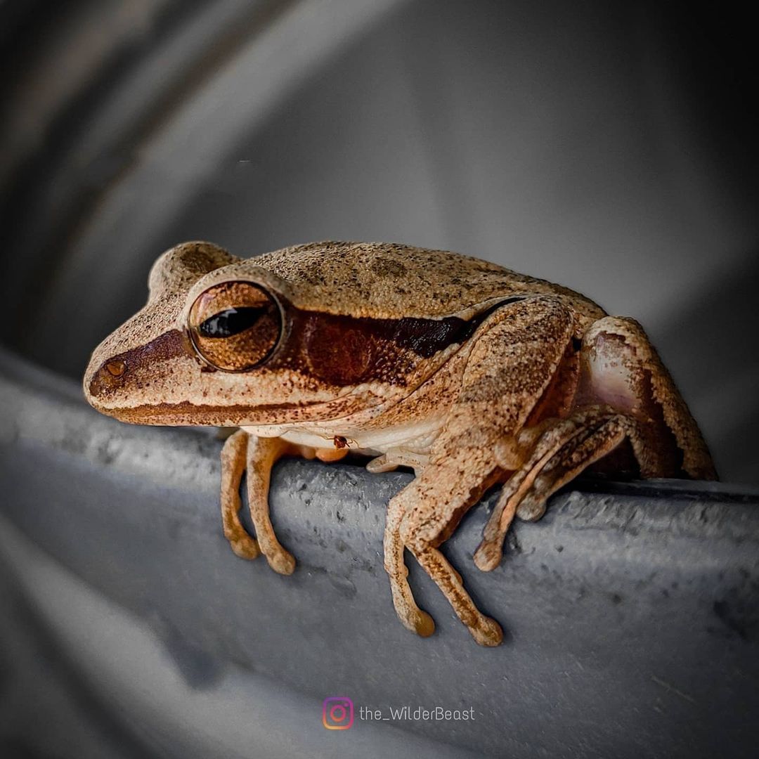 frog, animal Wallpaper Cave
