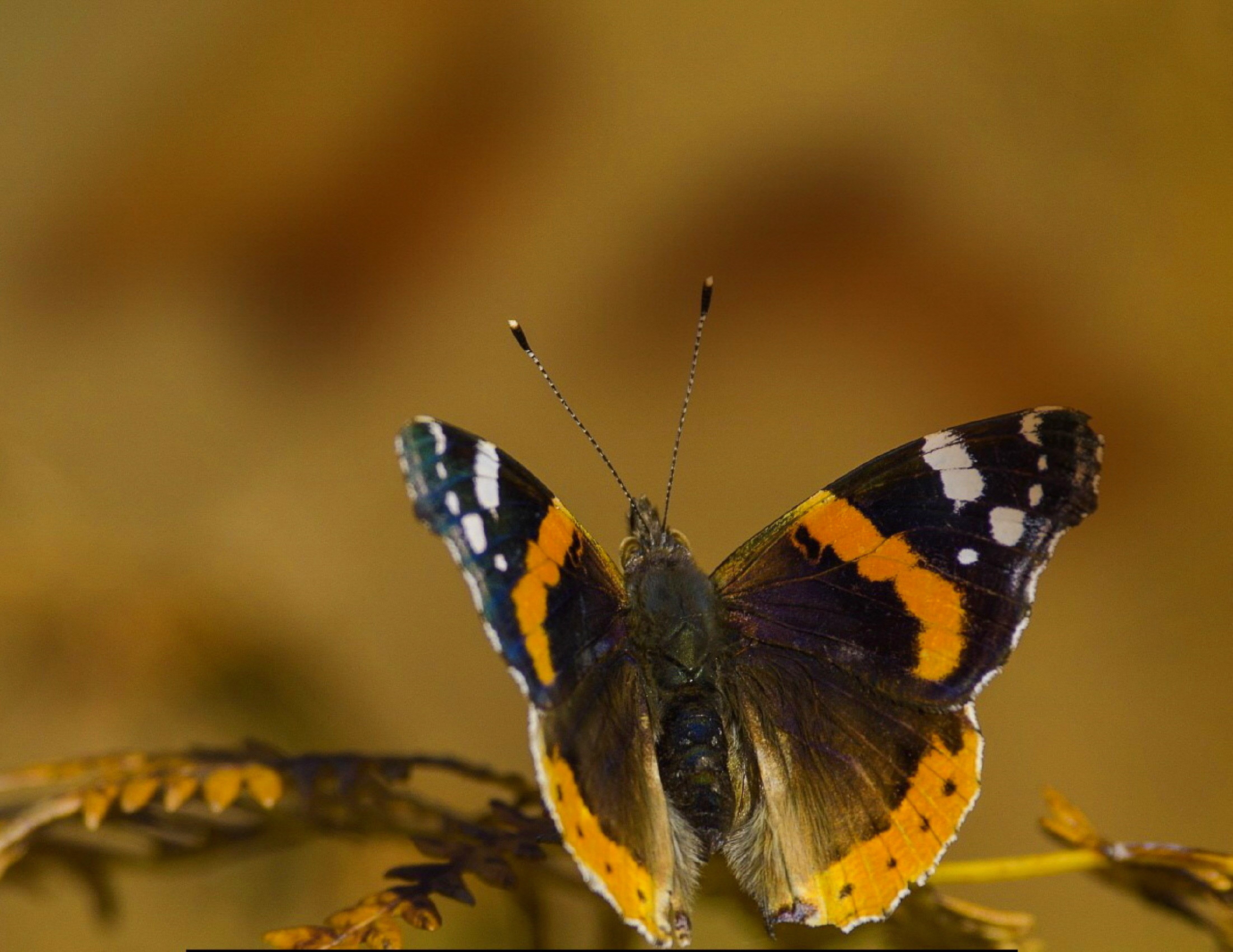 Butterfly Wallpaper Cave