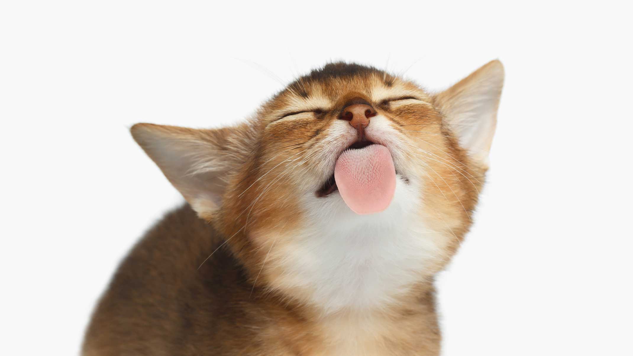 Cute Cat licking screen Wallpaper Cave