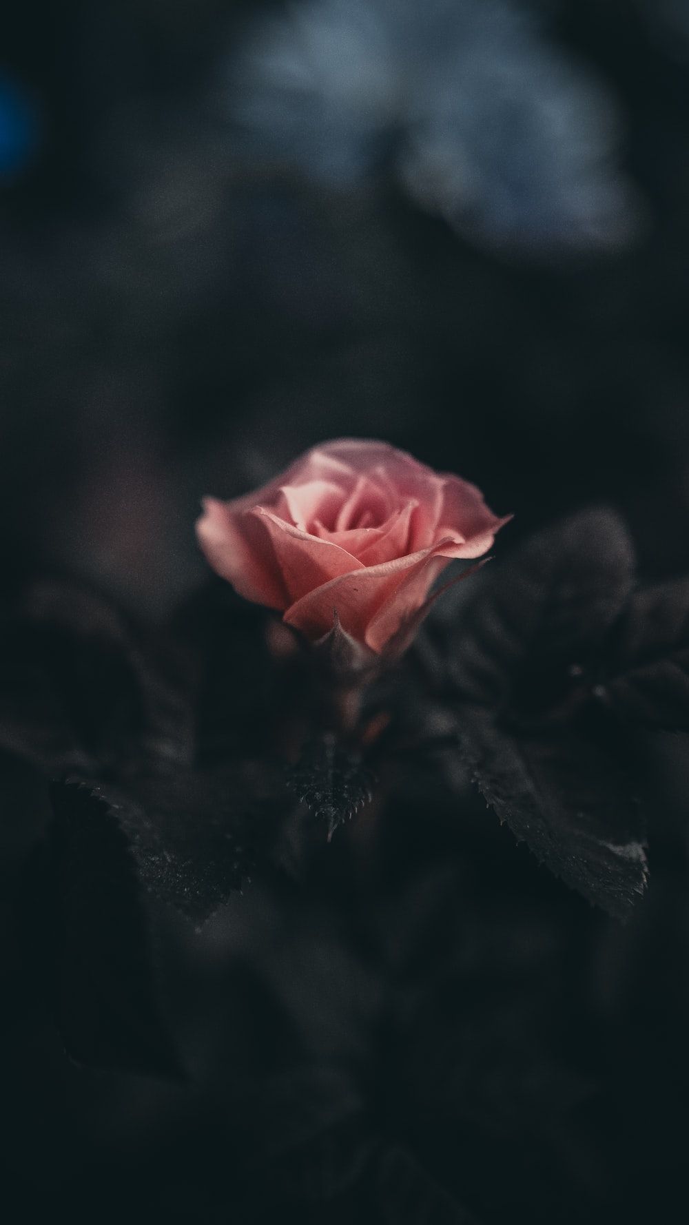 Aesthetic Dark Flowers Wallpaper Cave