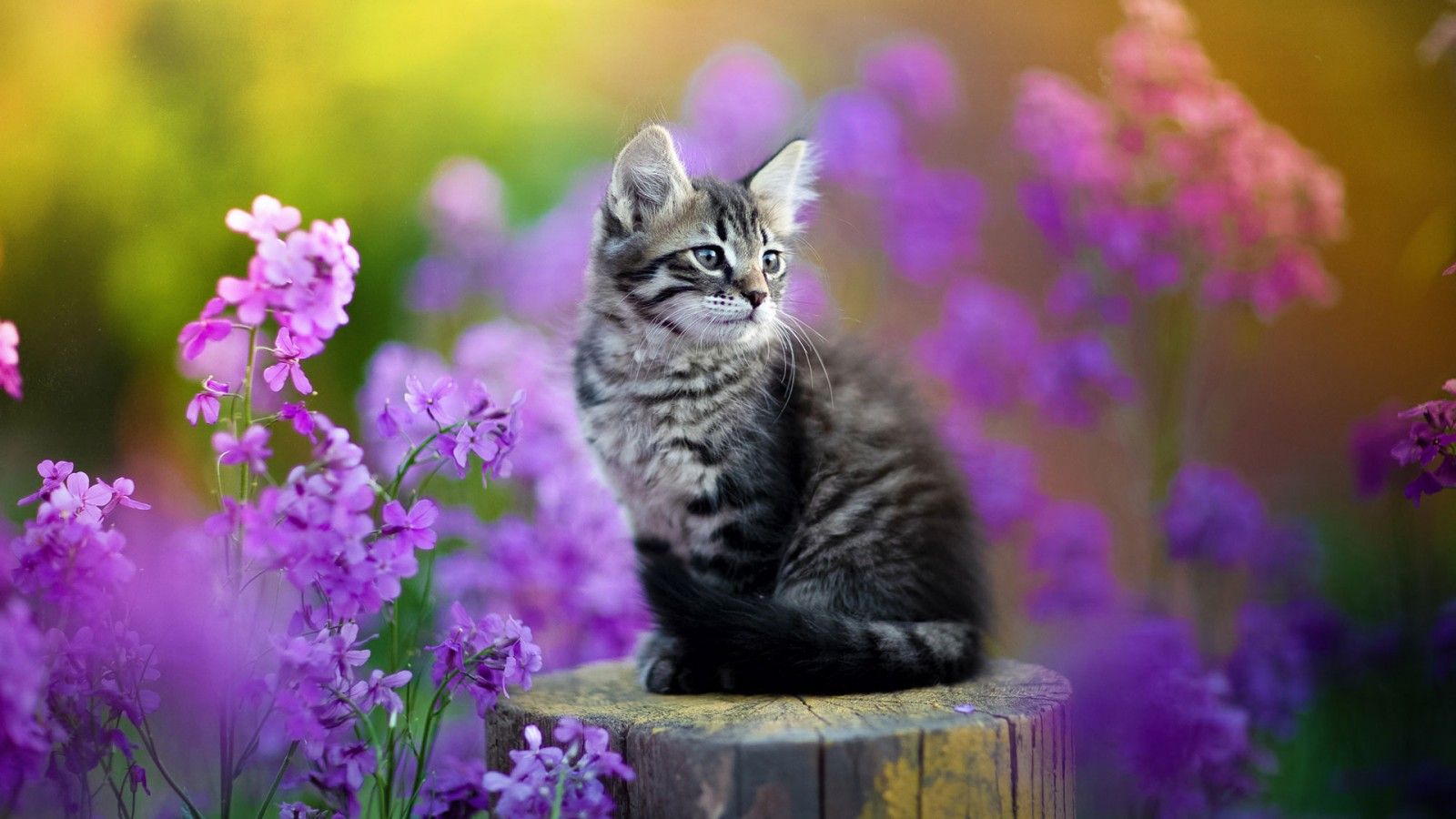 Cute Spring Cat Wallpaper Cave