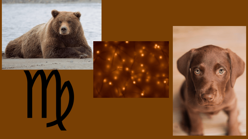 brown virgo Wallpaper Cave