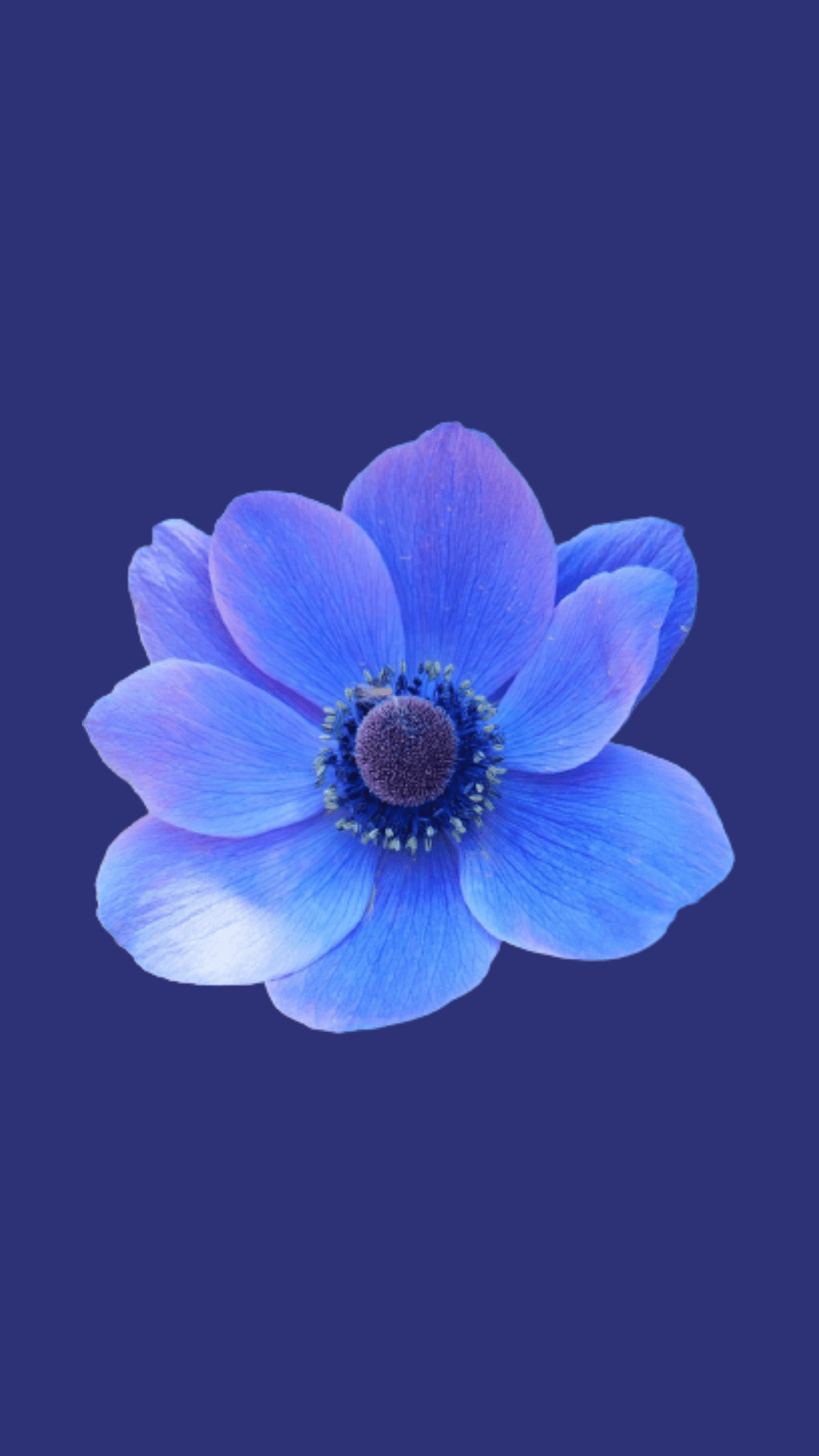 Blue Flower Wallpaper Cave