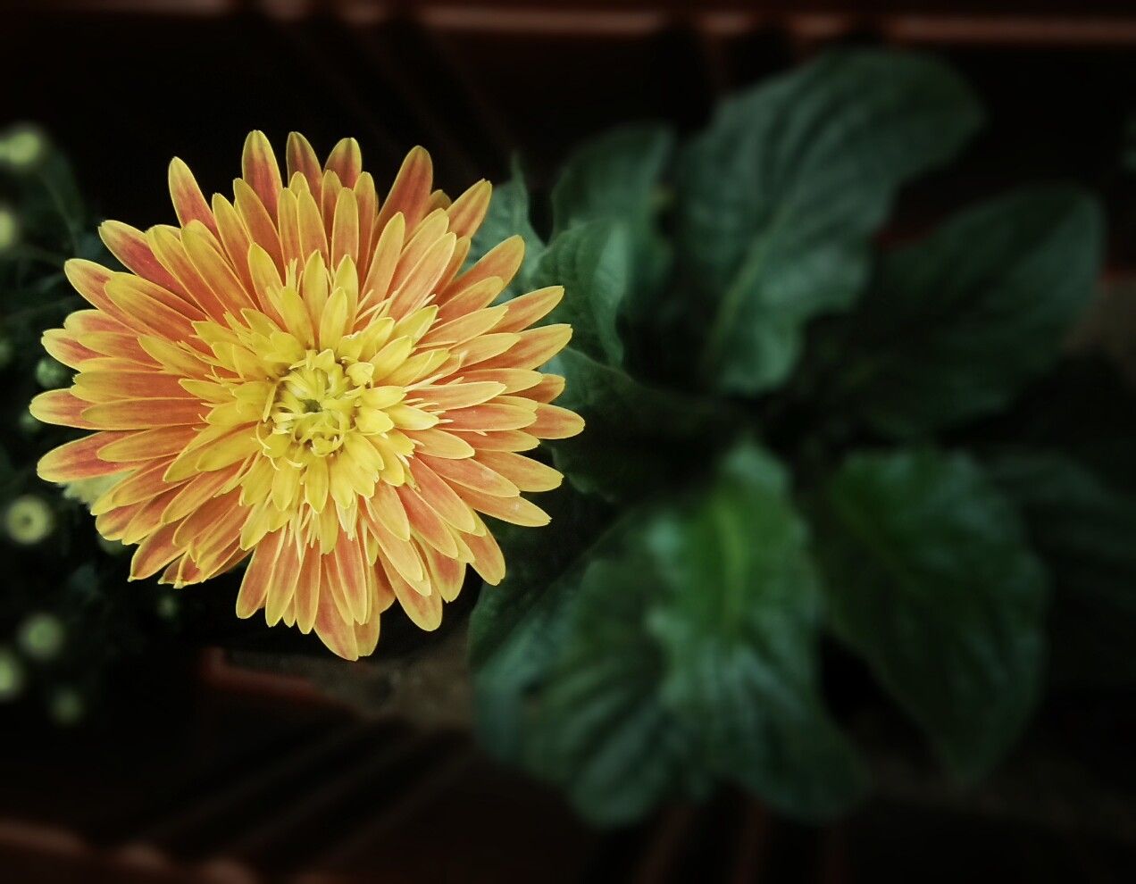 flower Wallpaper Cave