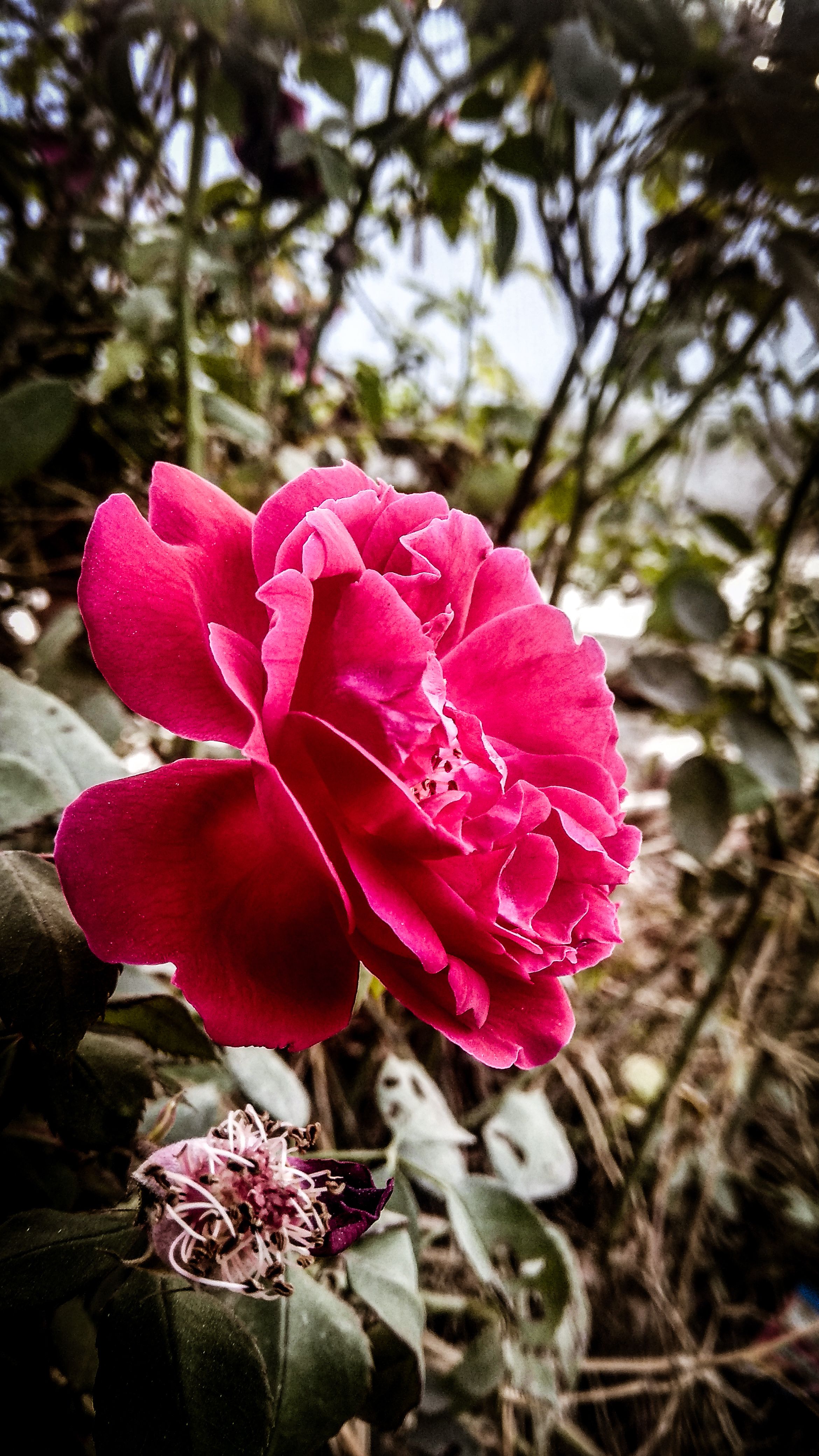 Red Rose Wallpaper Cave