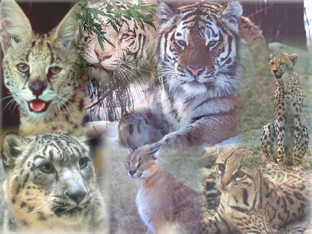 Big Cats Wallpapers Wallpaper Cave