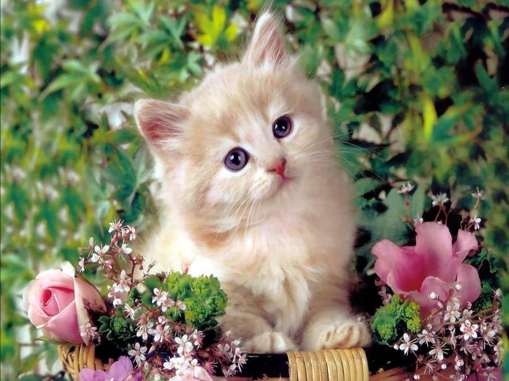 Cute Cats Wallpapers Wallpaper Cave