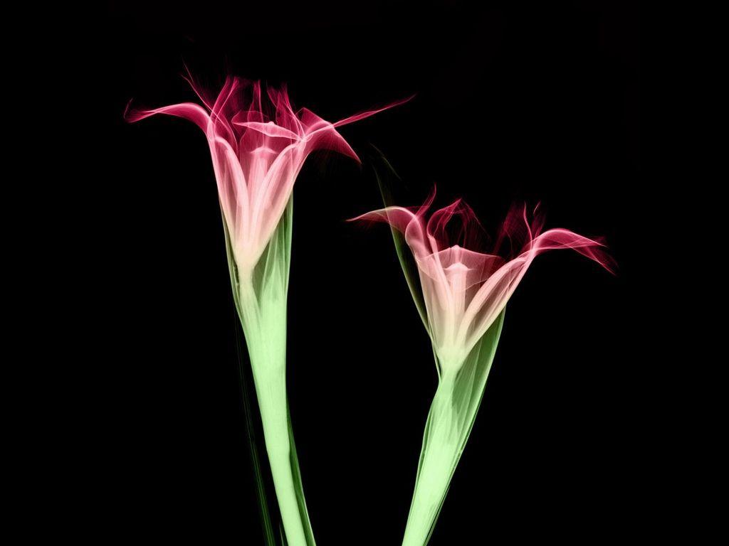 Xray Wallpapers Wallpaper Cave