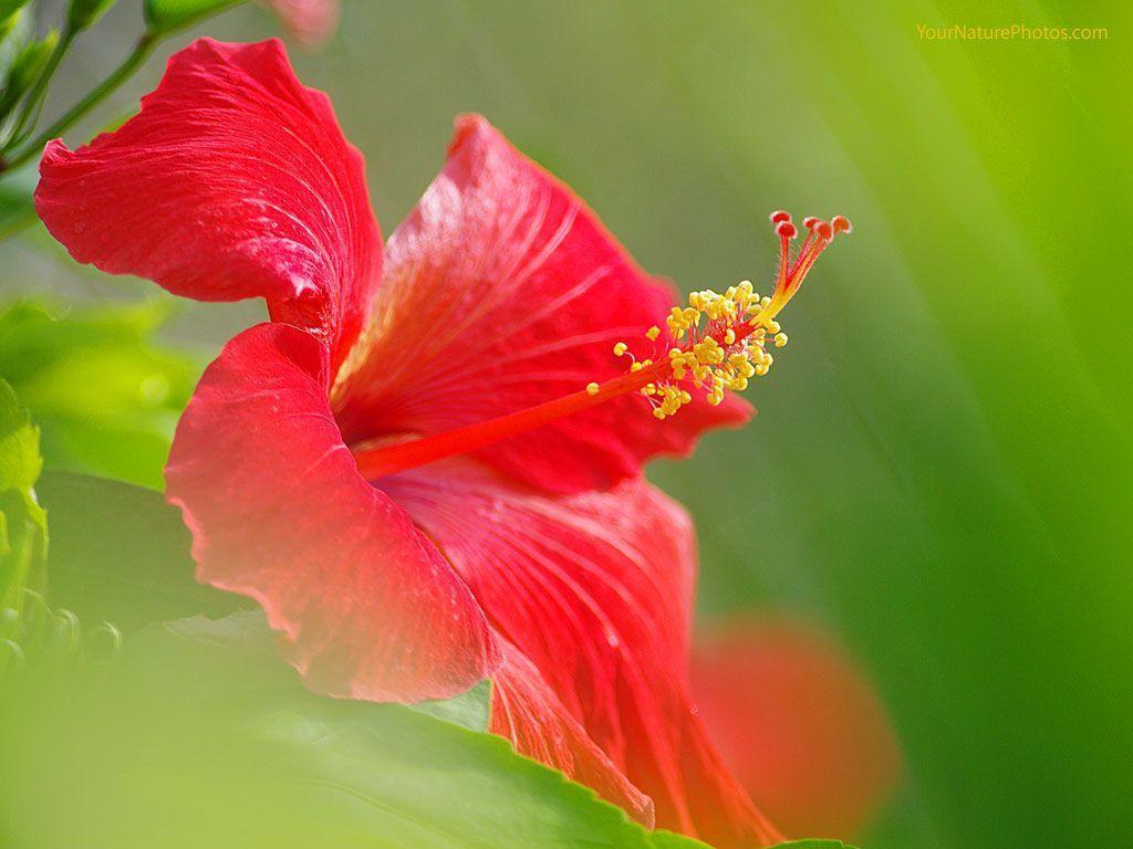 Hibiscus Flower Wallpapers Wallpaper Cave
