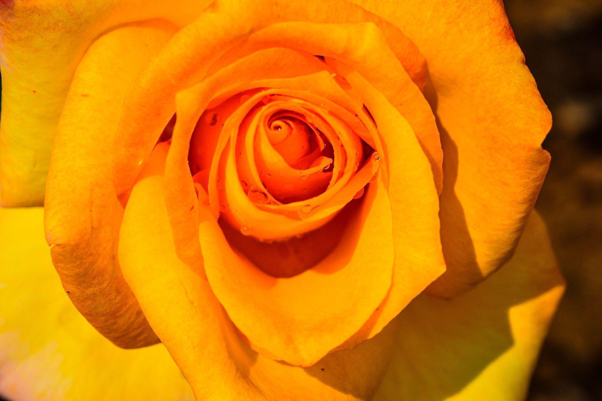 Wallpapers Yellow Rose Wallpaper Cave