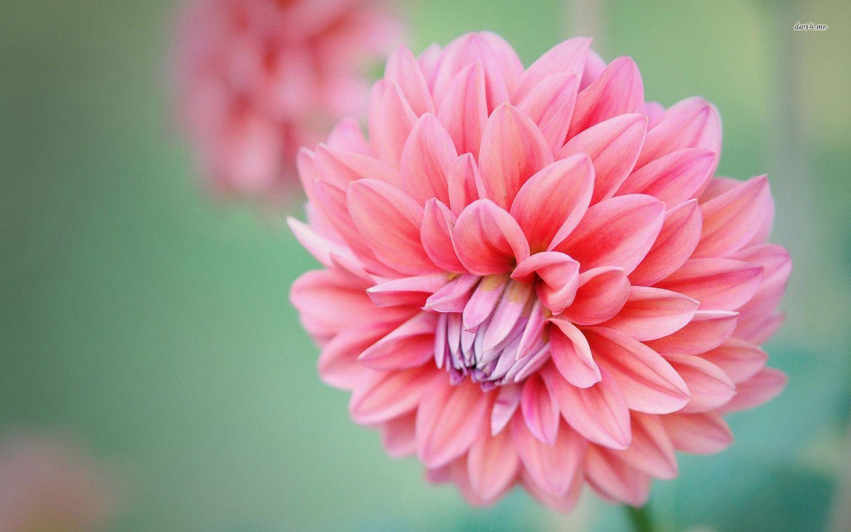 Dahlia Wallpapers Wallpaper Cave