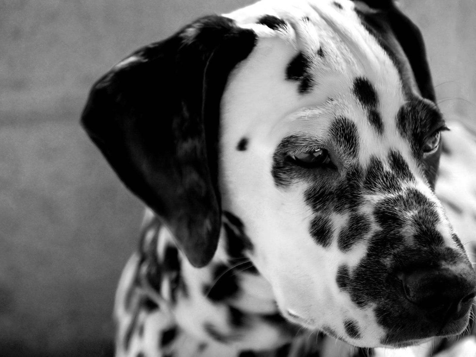 Dalmatian Backgrounds Wallpaper Cave
