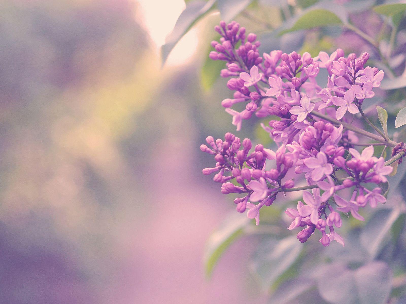 Lilac Wallpapers Wallpaper Cave