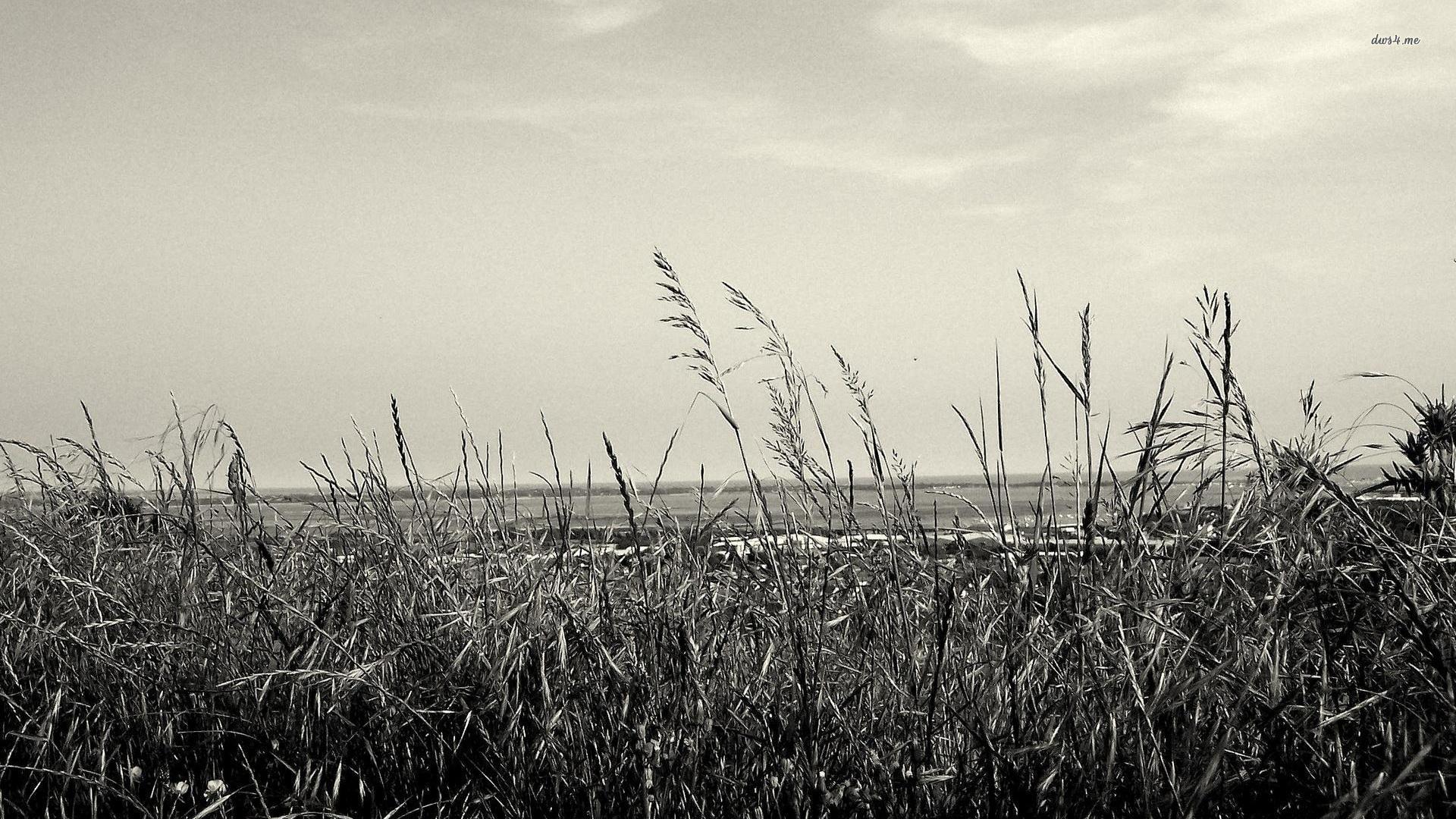 Black And White Nature Wallpapers Wallpaper Cave