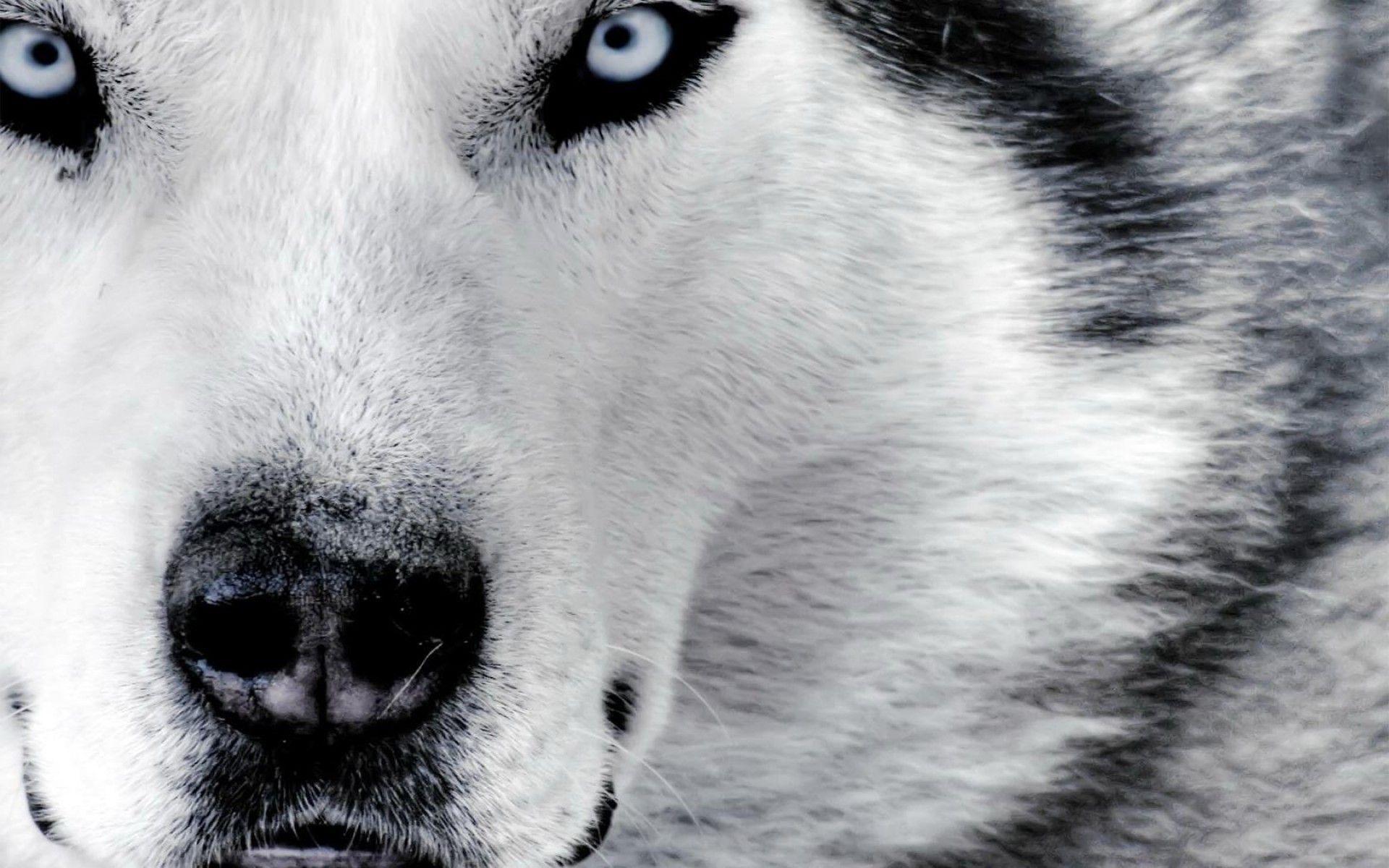 White Wolf Wallpapers Wallpaper Cave