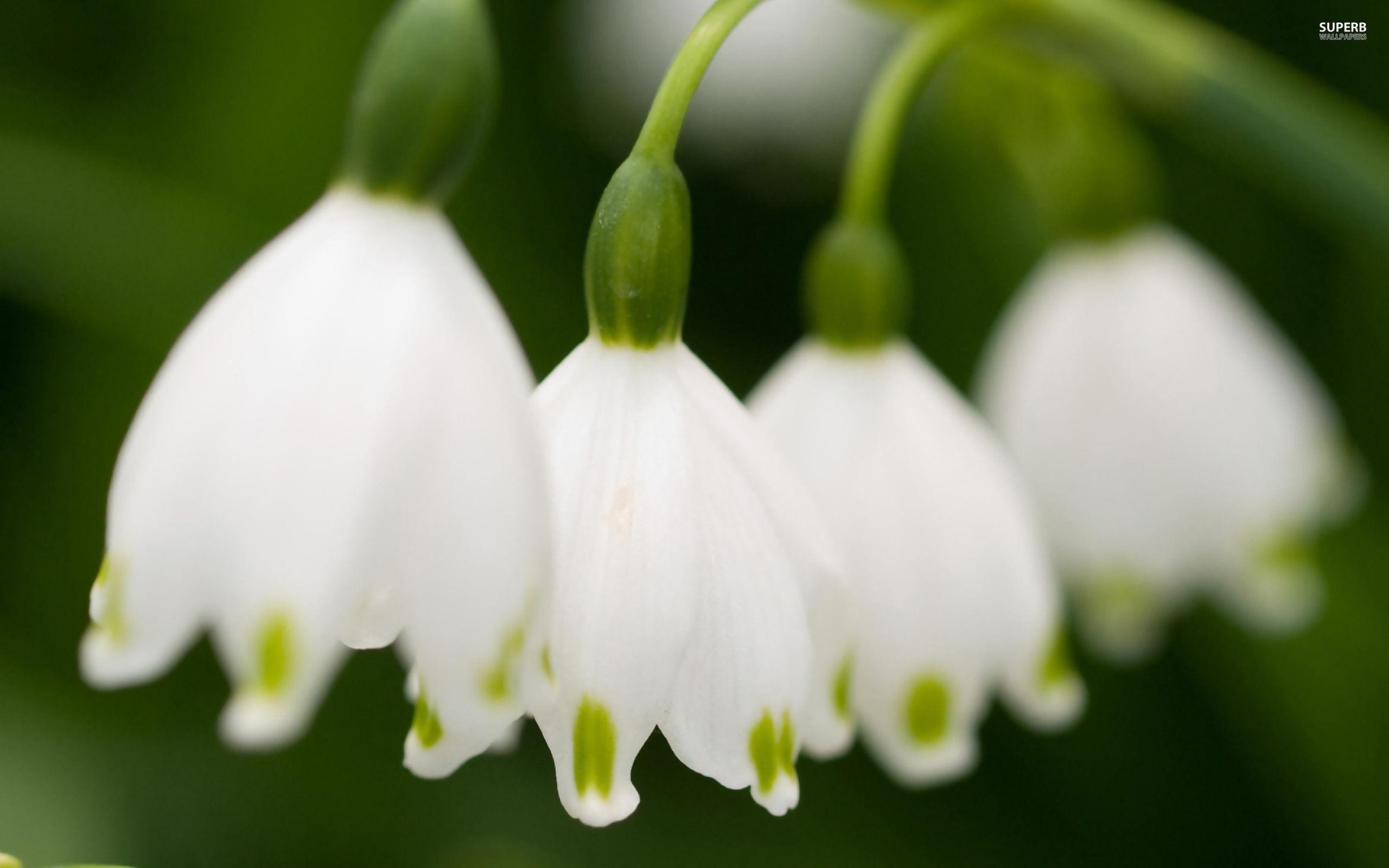 Lily Of The Valley Wallpapers Wallpaper Cave