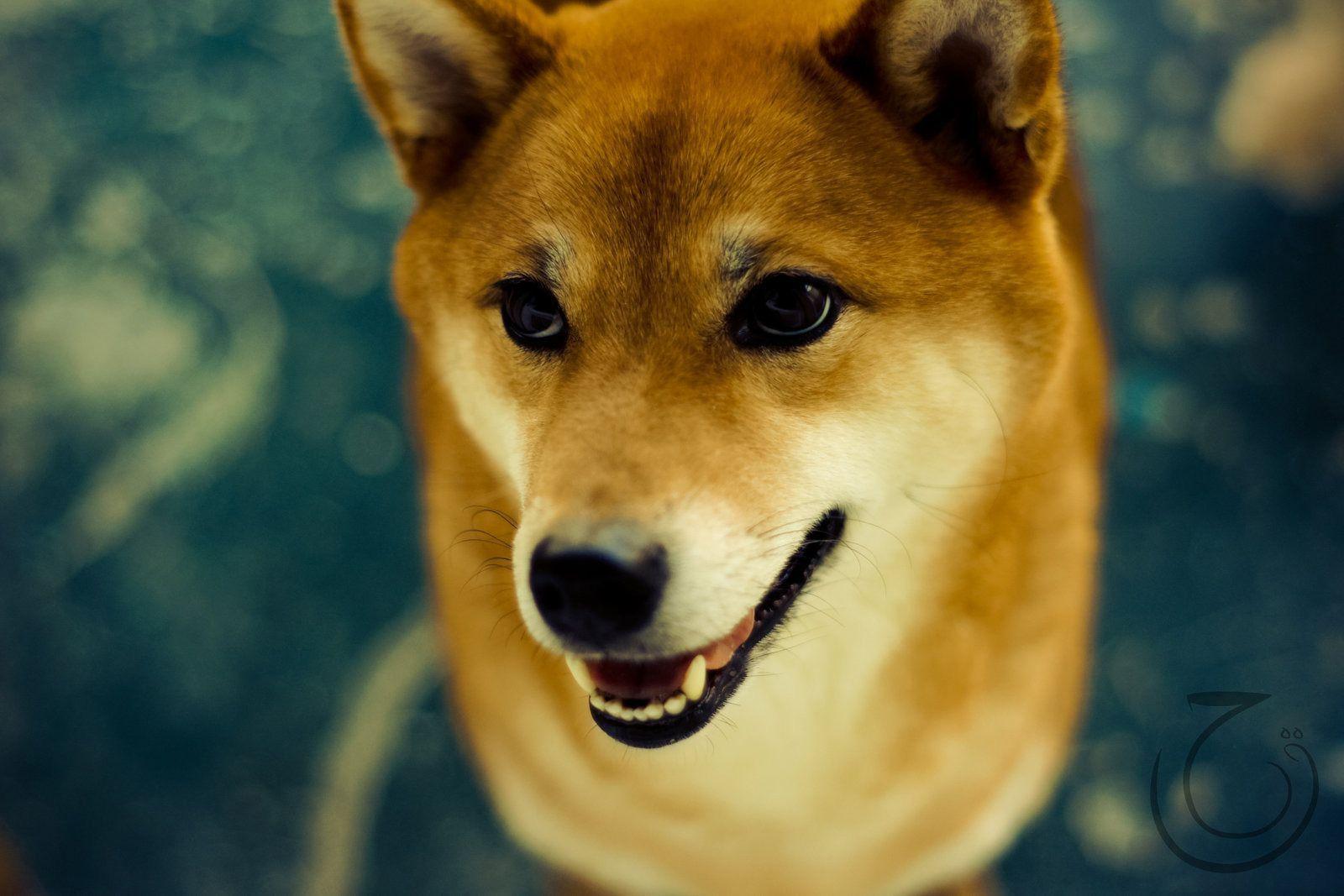 Shiba Inu Wallpapers Wallpaper Cave