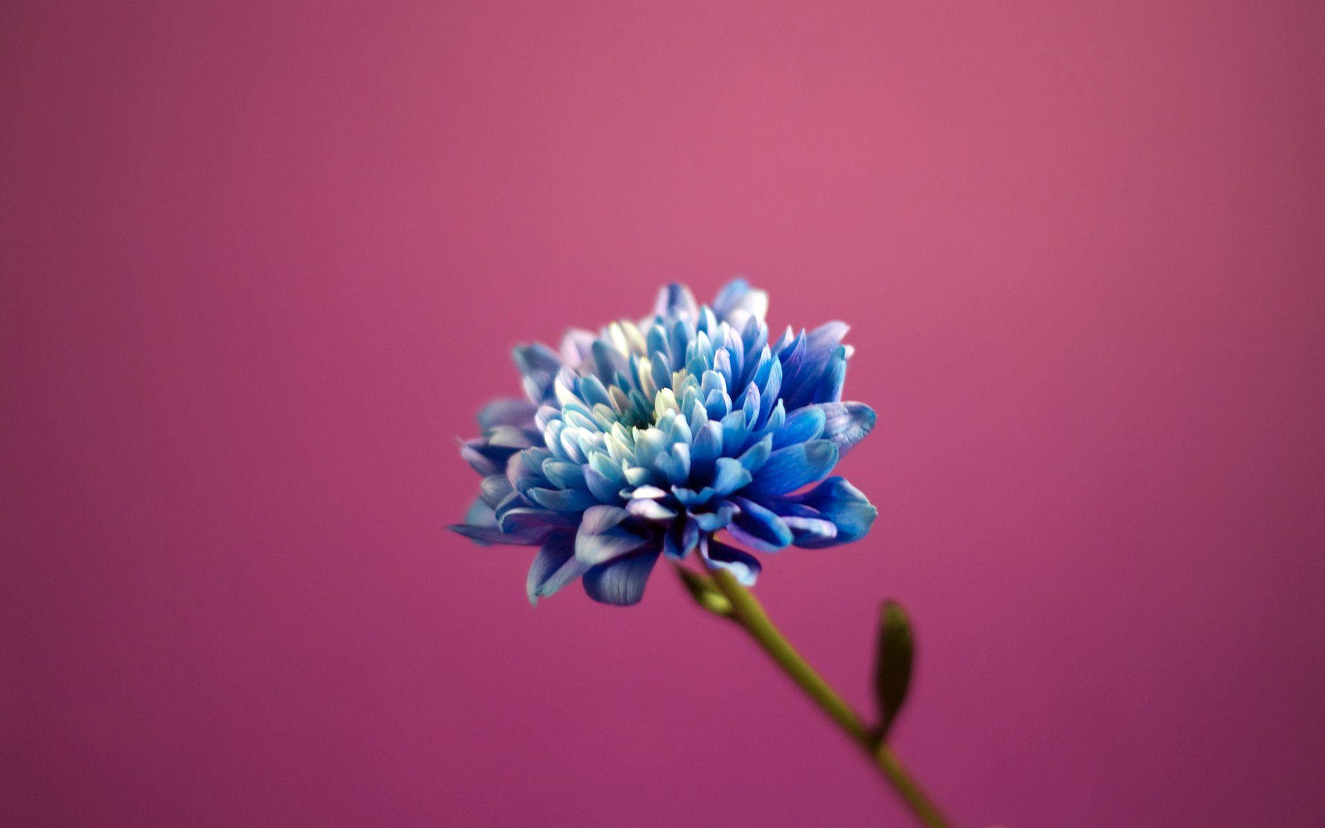 Blue Flower Backgrounds Wallpaper Cave