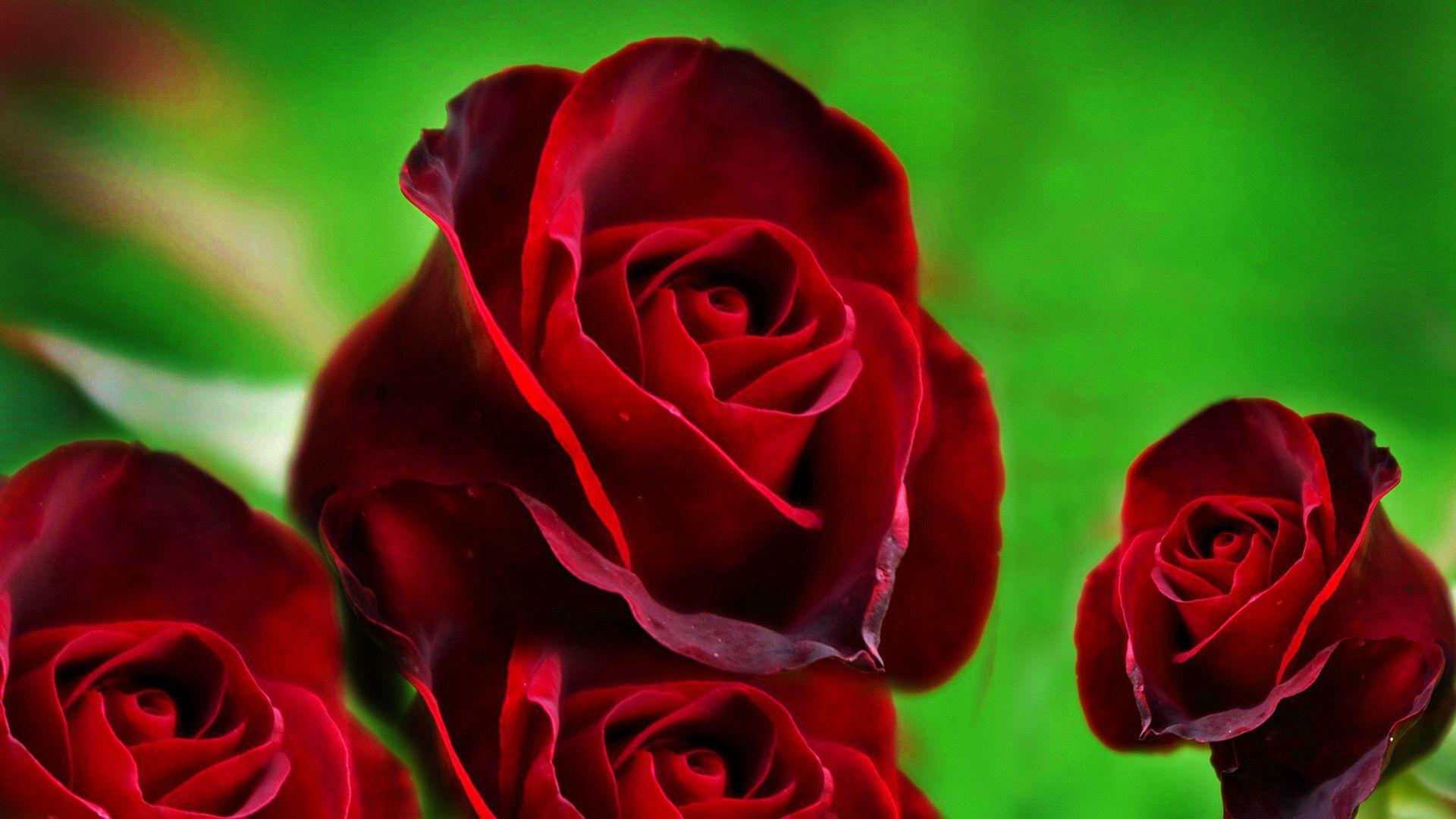 Red Rose Desktop Wallpapers Wallpaper Cave