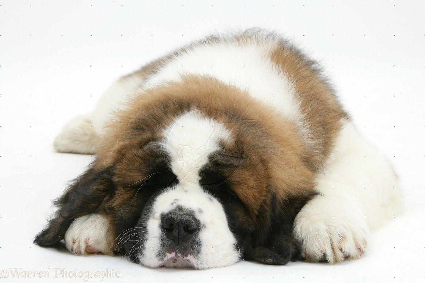 St. Bernard Wallpapers Wallpaper Cave