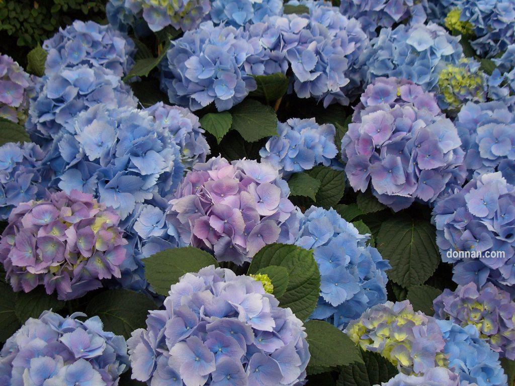Hydrangea Wallpapers Wallpaper Cave