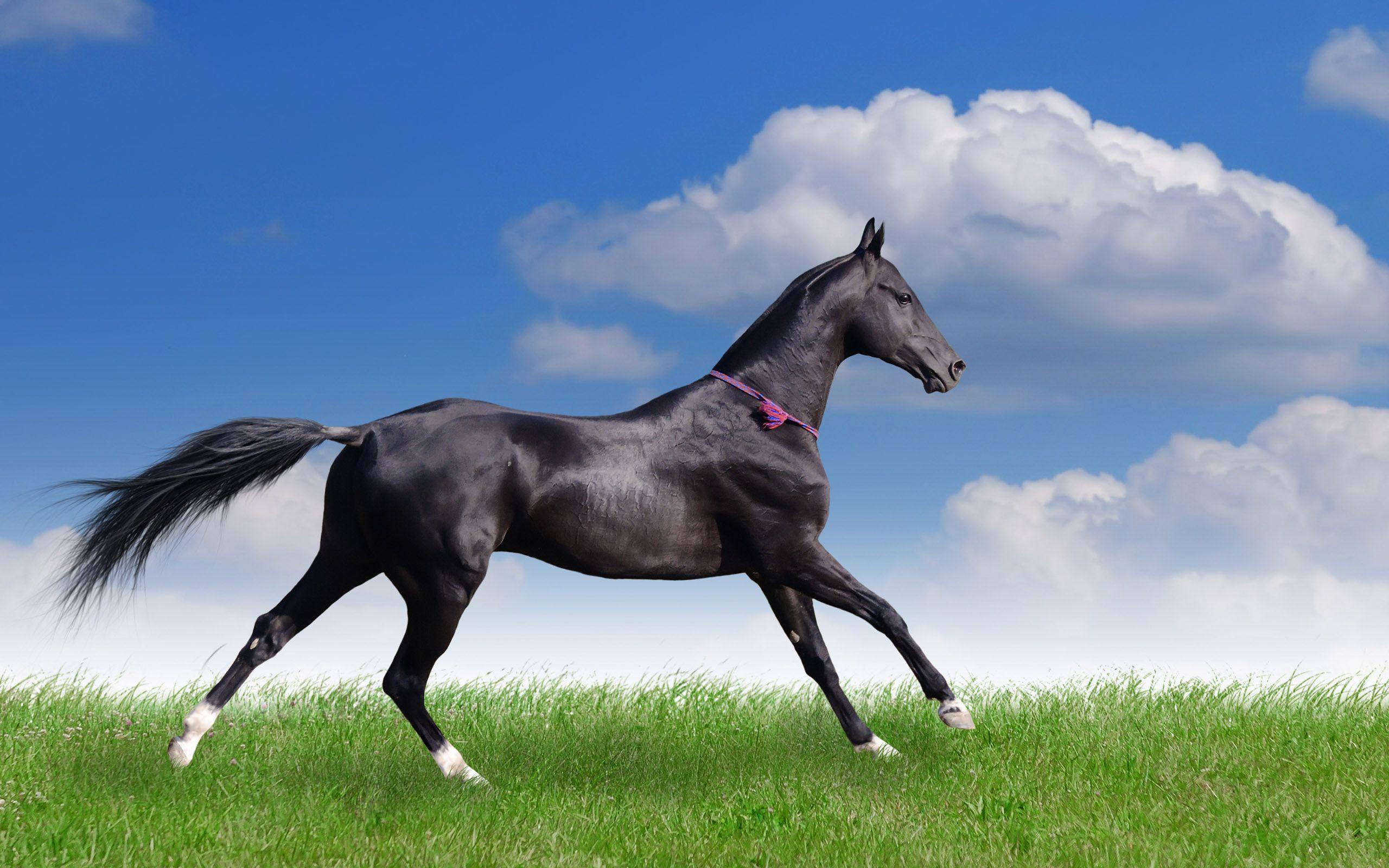 Horse Wallpapers Free Wallpaper Cave