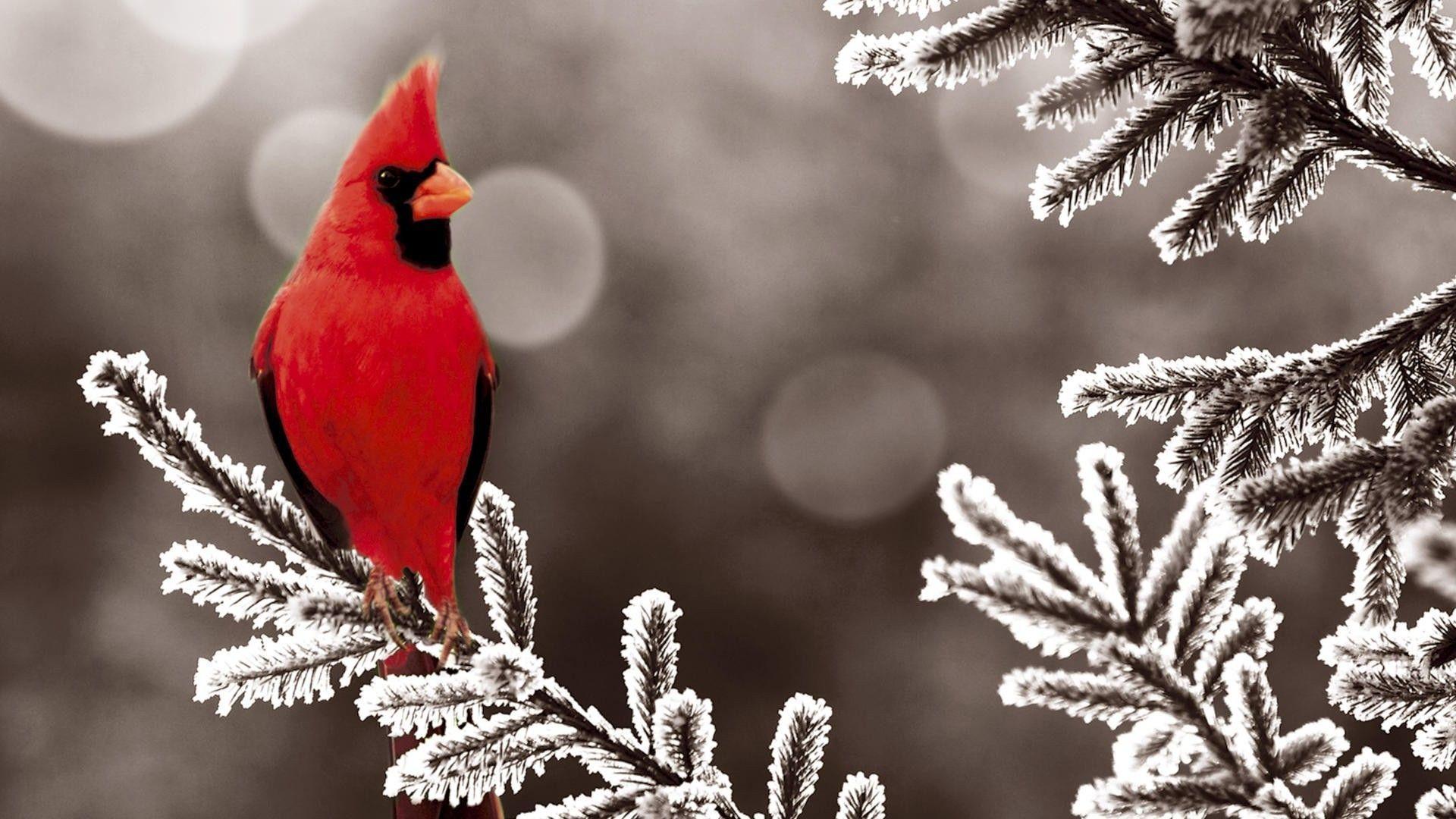 Cardinal Bird Wallpapers Wallpaper Cave
