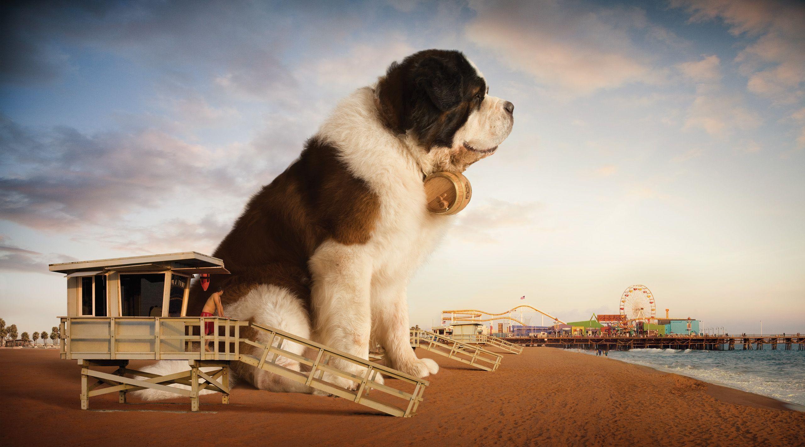 St Bernard Wallpapers Wallpaper Cave