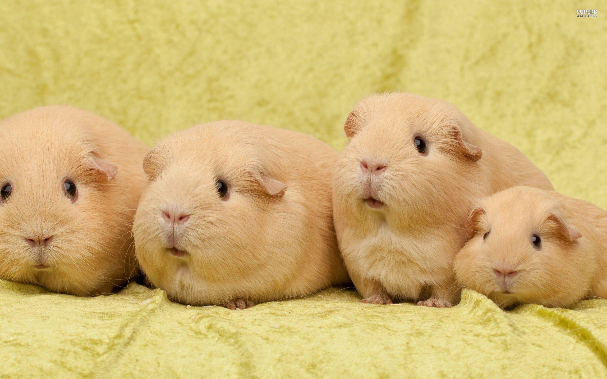 Guinea Pig Wallpapers Wallpaper Cave