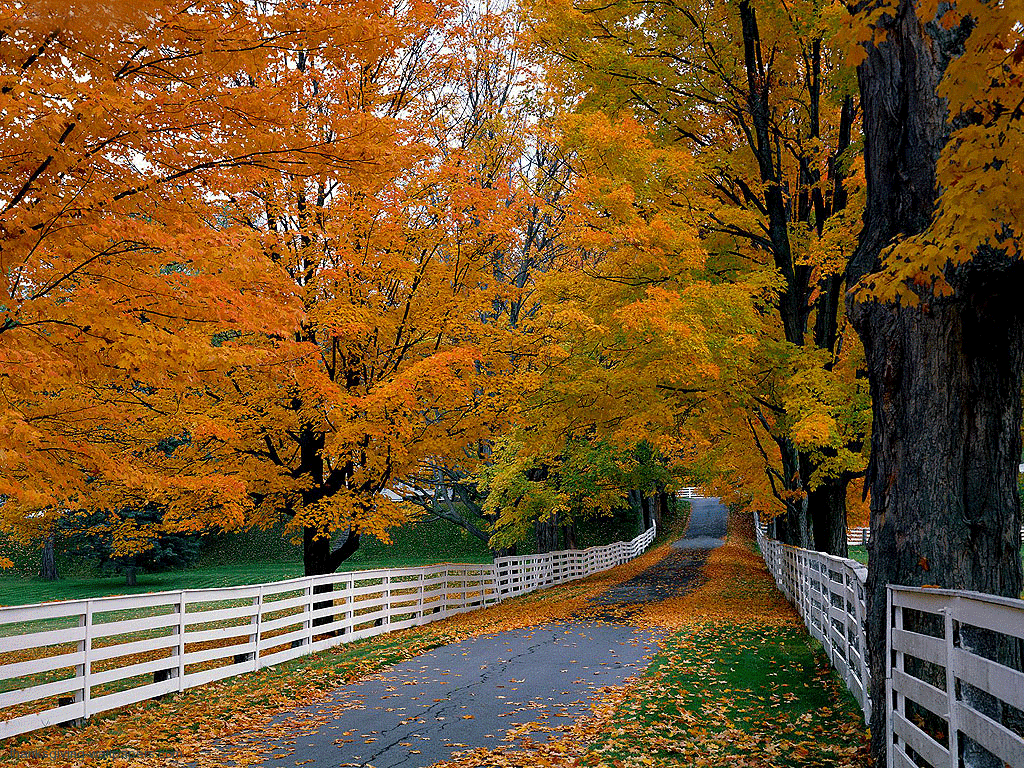Fall Thanksgiving Wallpapers Wallpaper Cave
