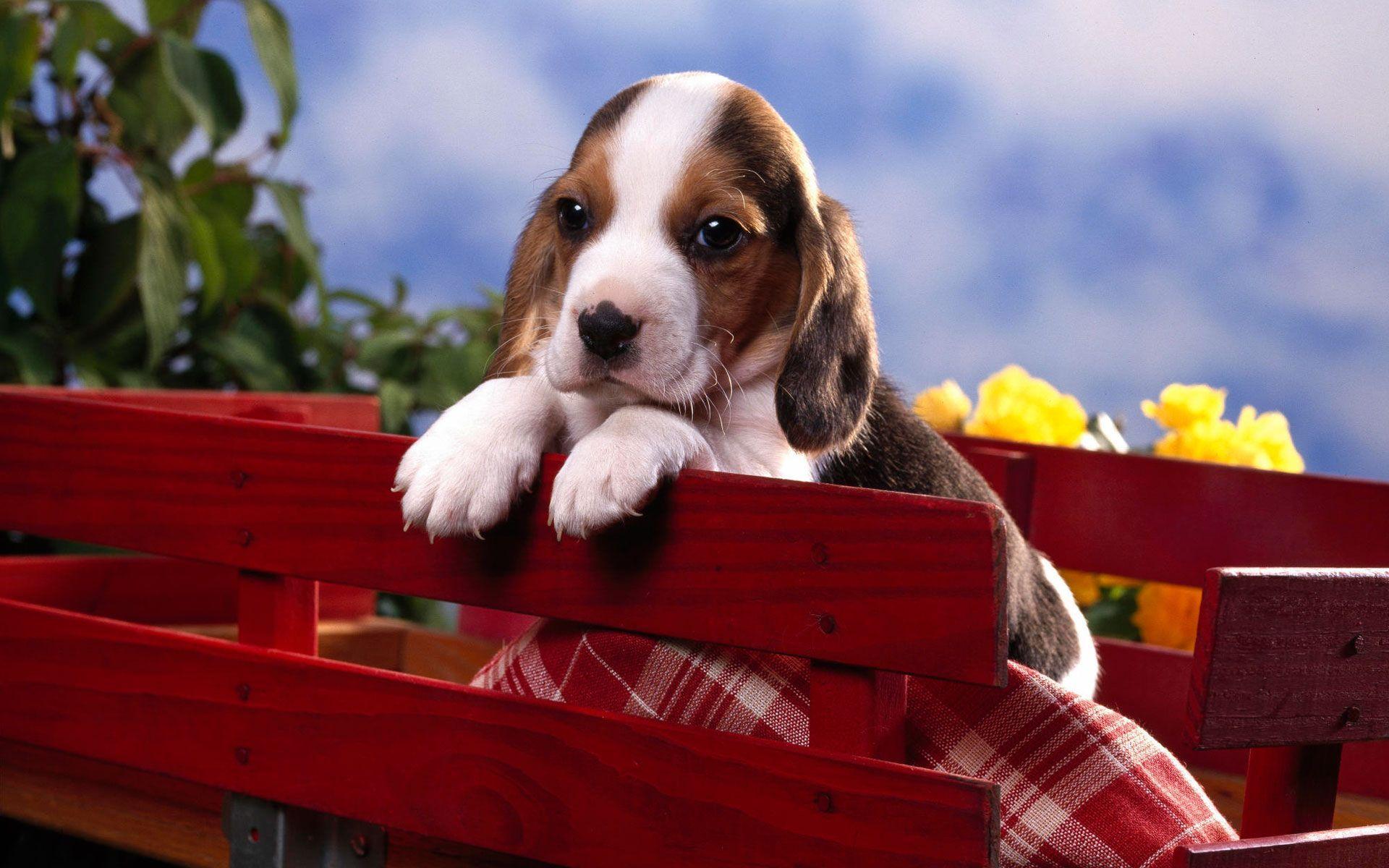 Beagle Puppy Wallpapers Wallpaper Cave