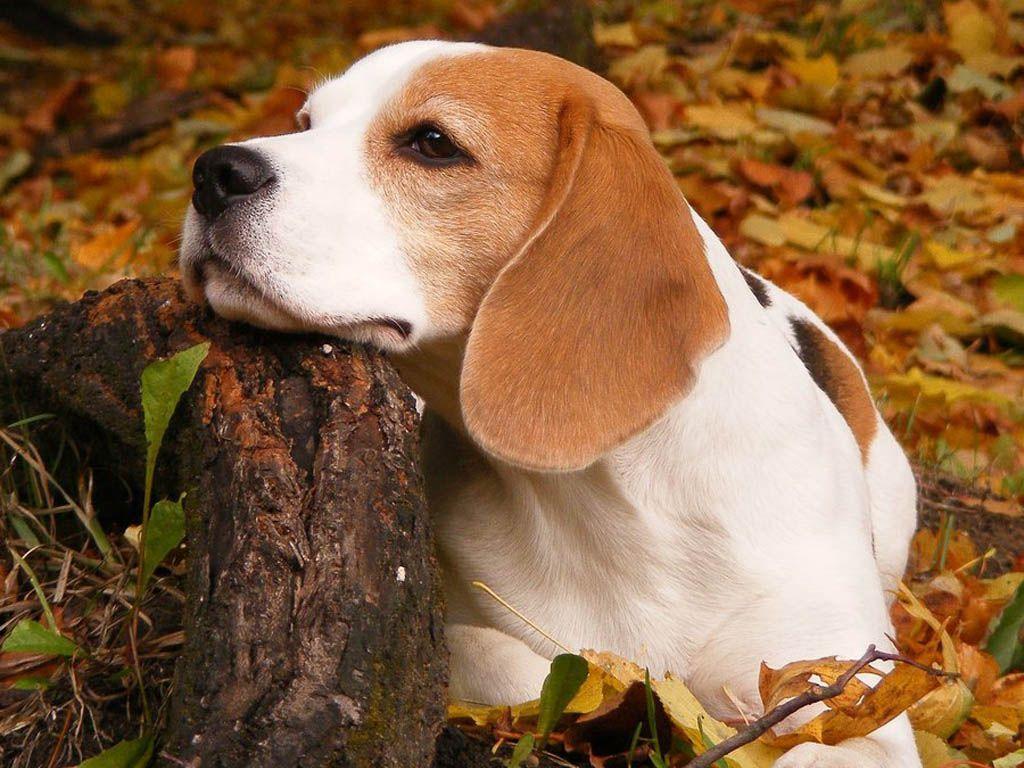 Beagle Wallpapers Wallpaper Cave