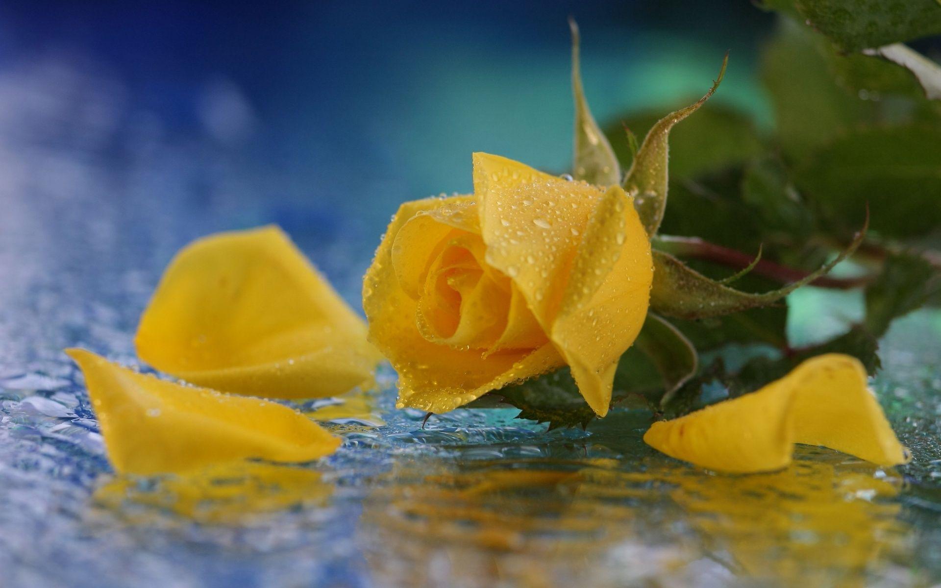 Yellow Roses Wallpapers Wallpaper Cave