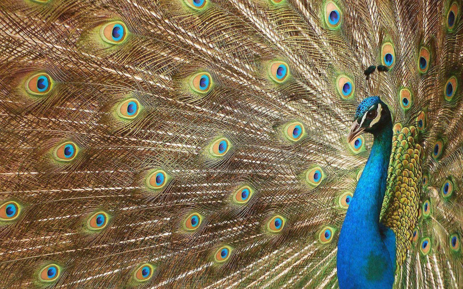 Peacock Desktop Wallpapers Wallpaper Cave