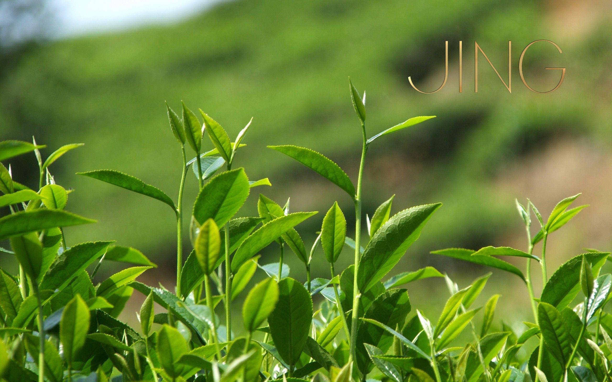 Green Tea Wallpapers Wallpaper Cave