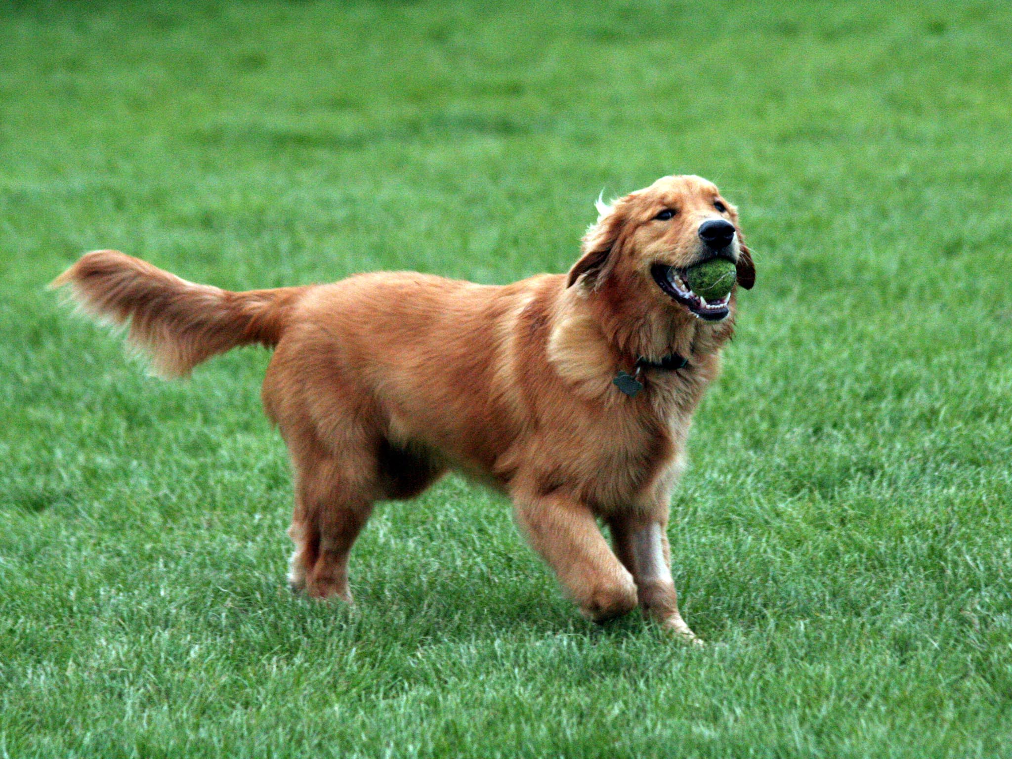 Golden Retriever Wallpapers Wallpaper Cave