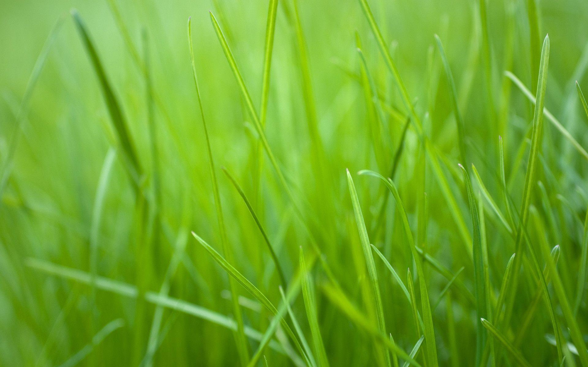 Green Grass Wallpapers Wallpaper Cave