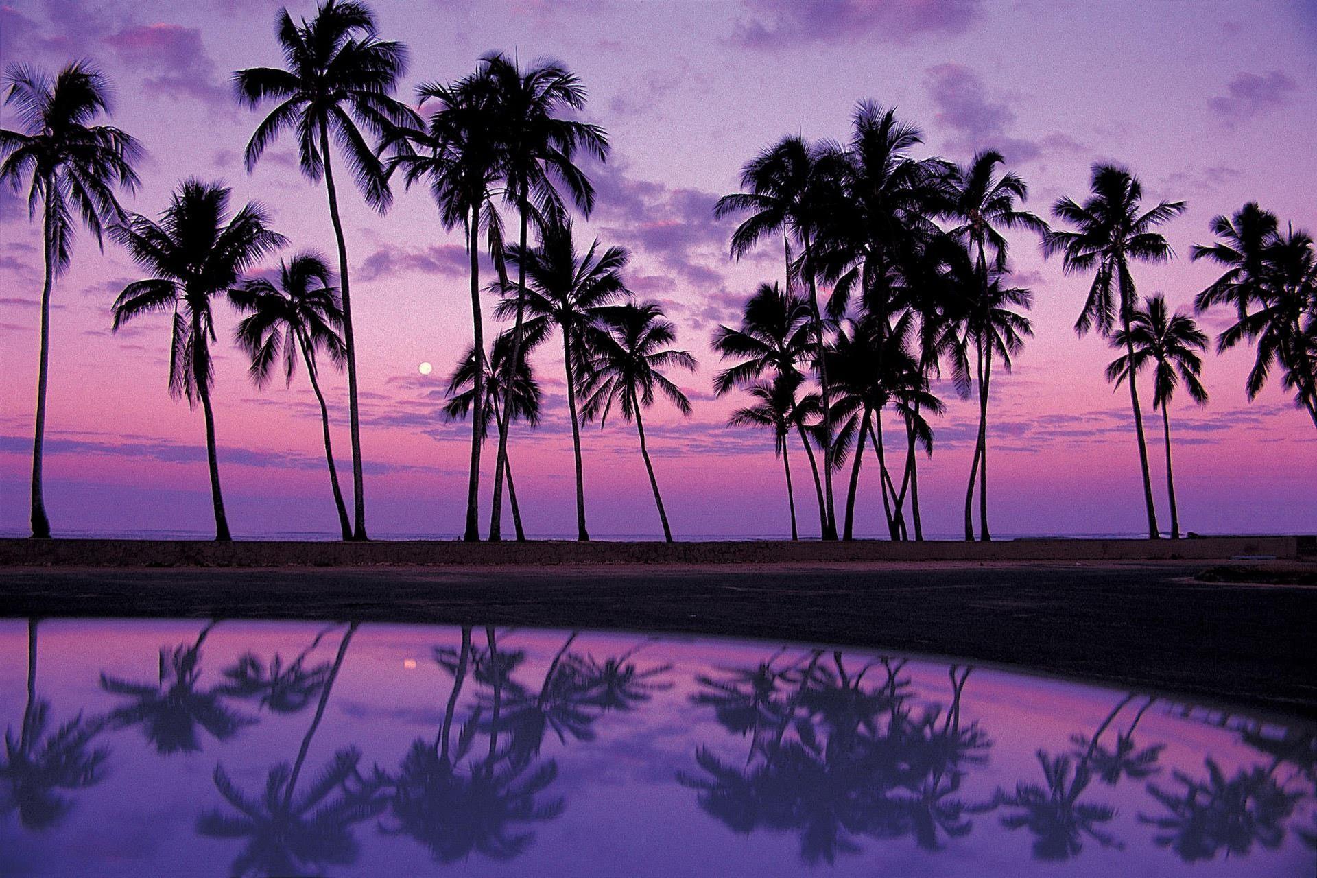 green palms Sunset purple wallpaper wallpapers 1970's kitchen wallpaper