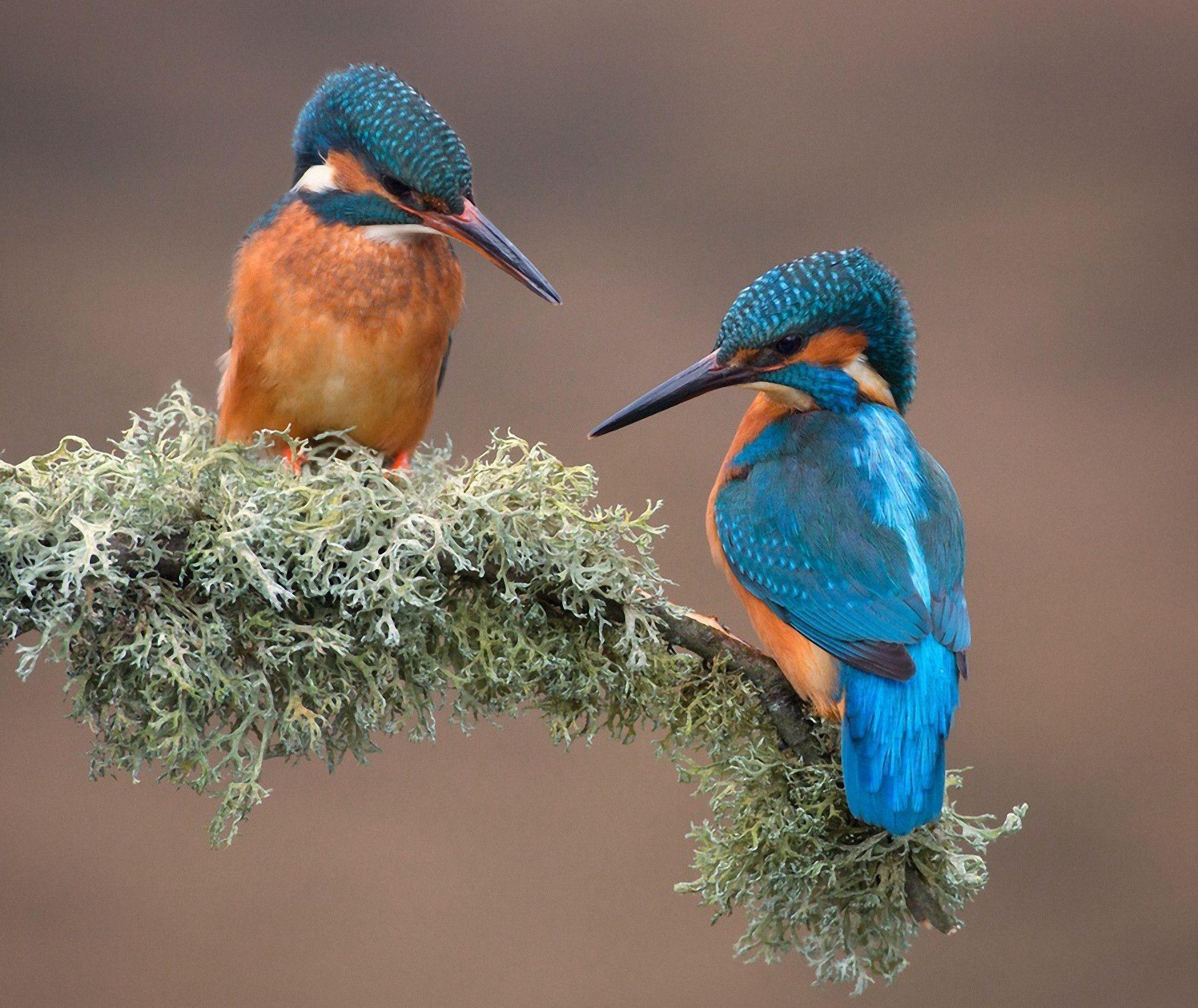 Kingfisher Wallpapers Wallpaper Cave