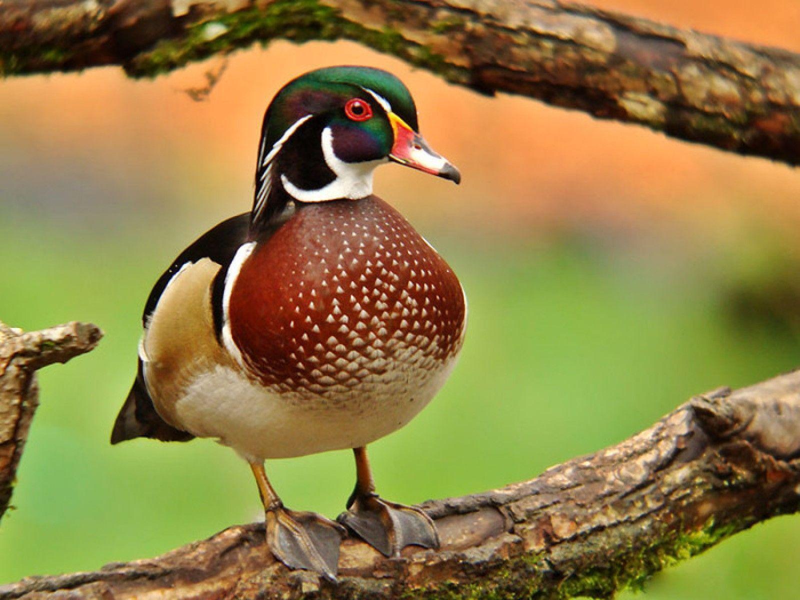Wood Duck Wallpapers Wallpaper Cave