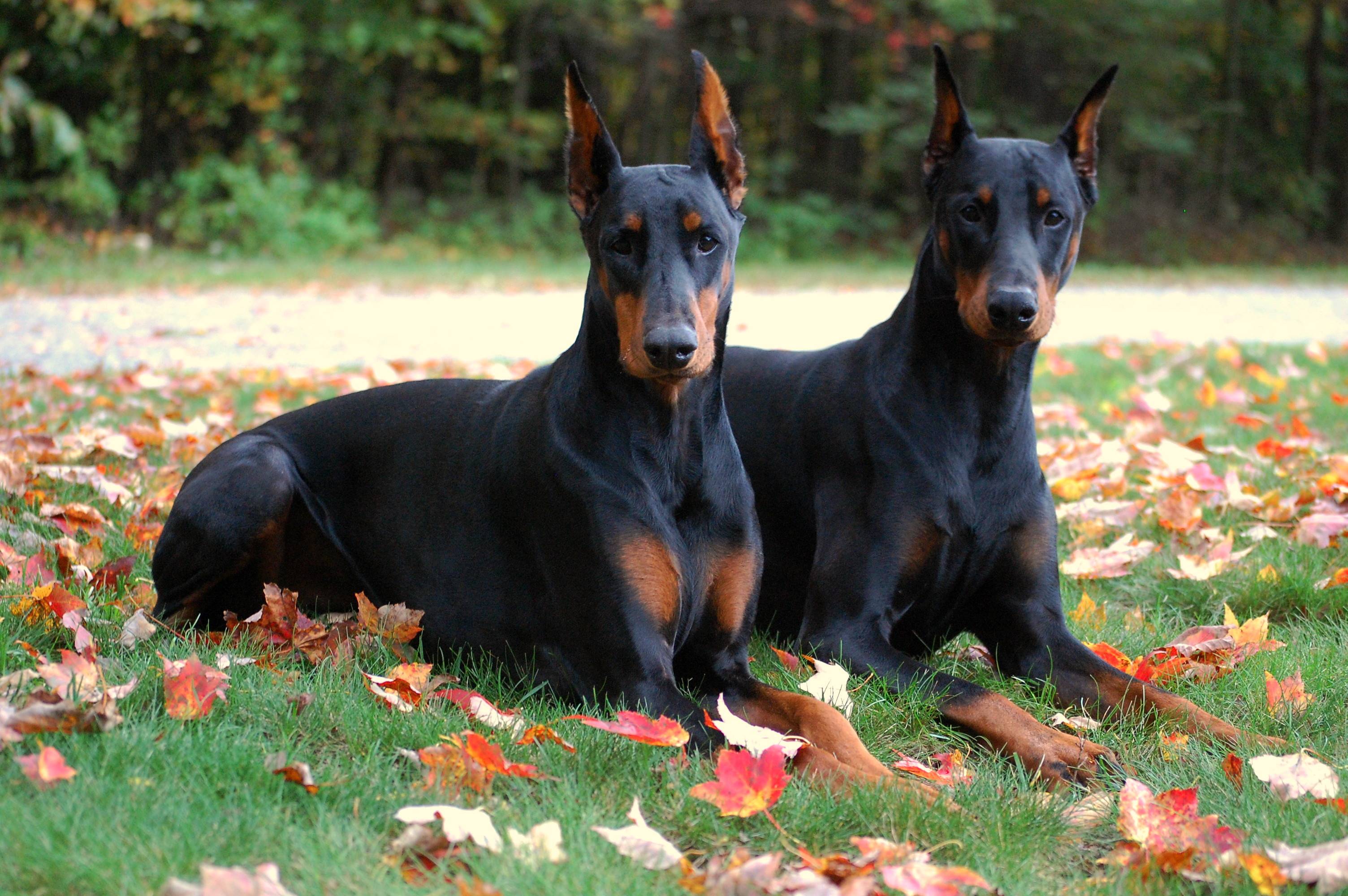 Doberman Wallpapers Wallpaper Cave
