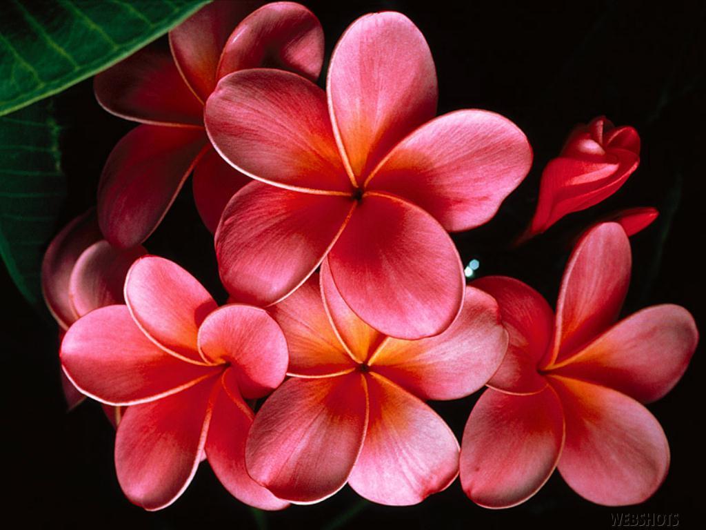 Hawaiian Flower Backgrounds Wallpaper Cave