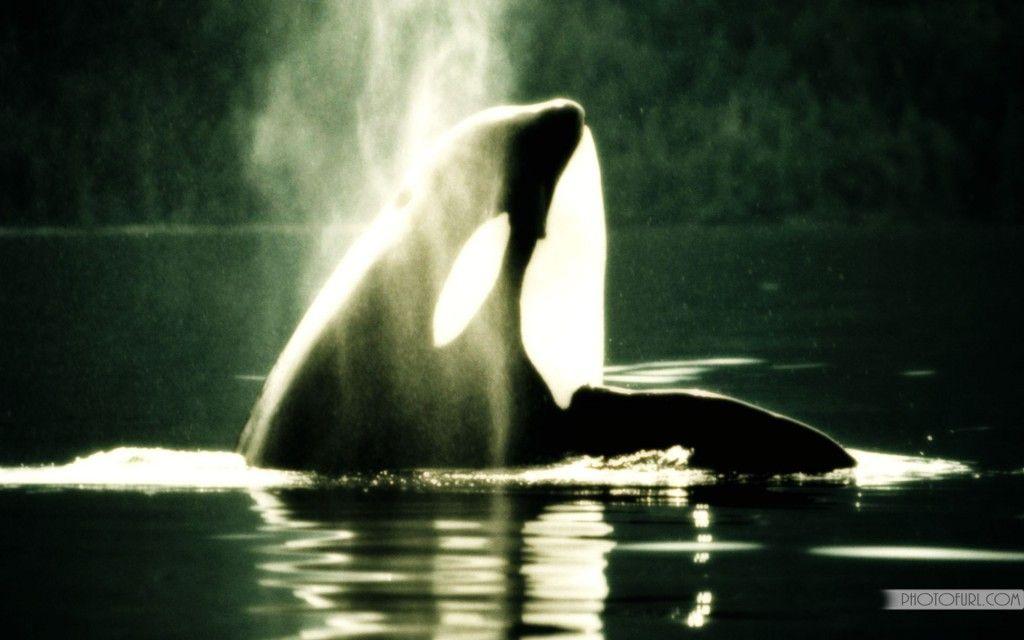 Killer Whale Wallpapers Wallpaper Cave