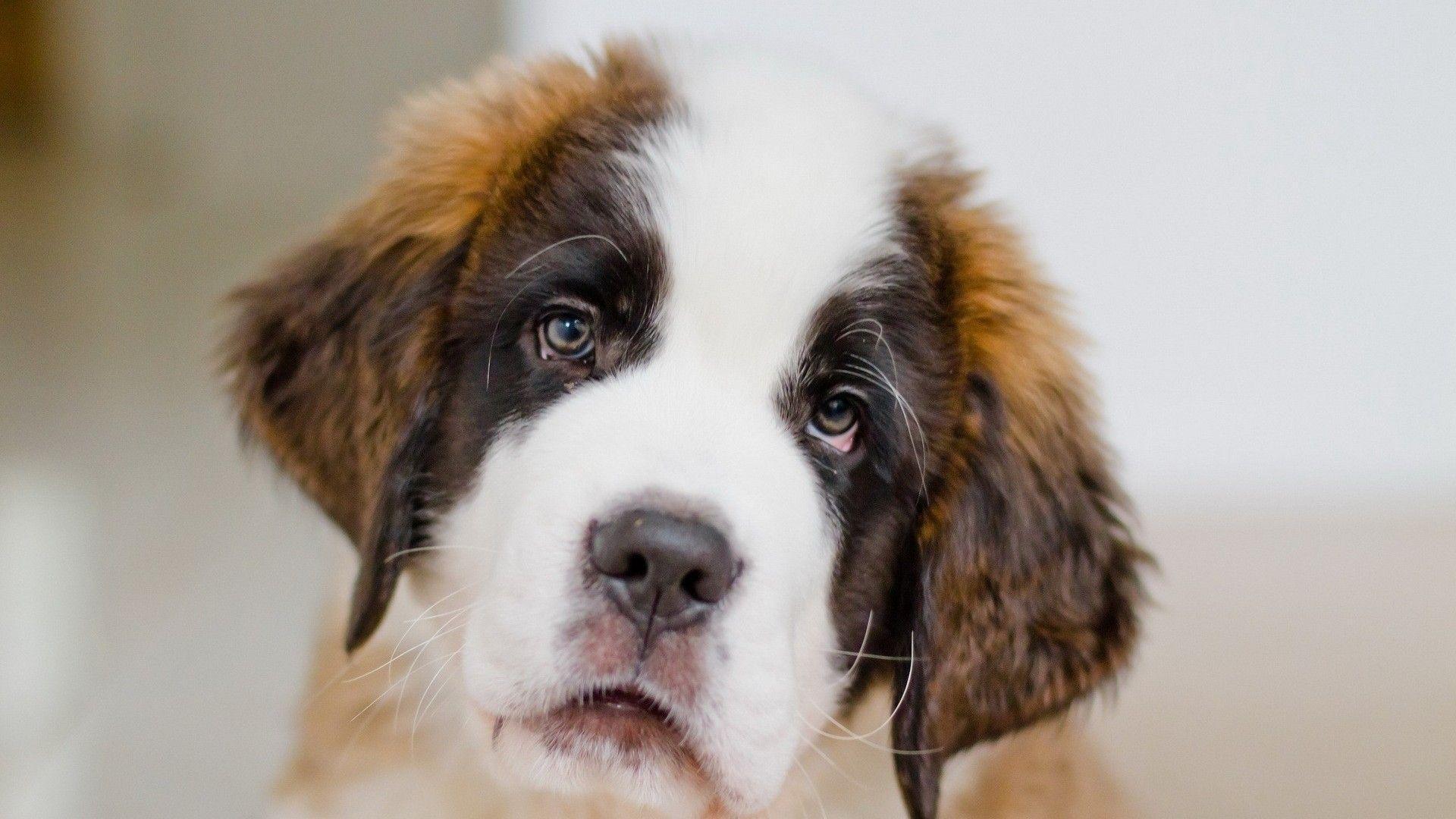 St Bernard Wallpapers Wallpaper Cave
