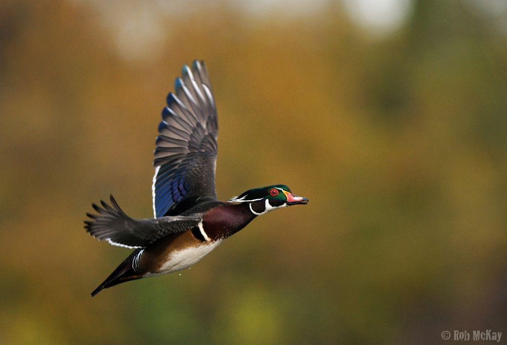 Wood Duck Wallpapers Wallpaper Cave