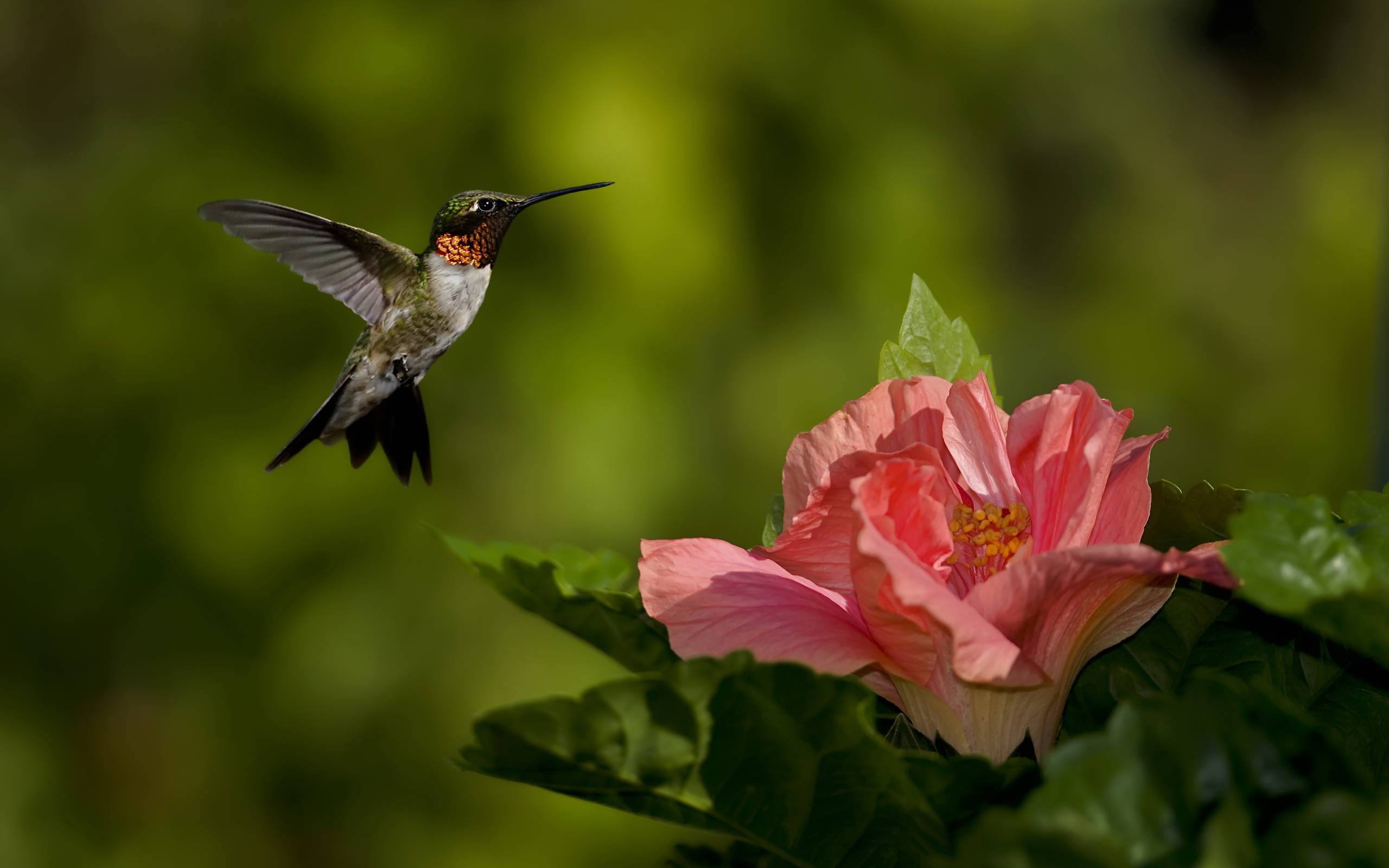 Free Hummingbird Wallpapers Wallpaper Cave