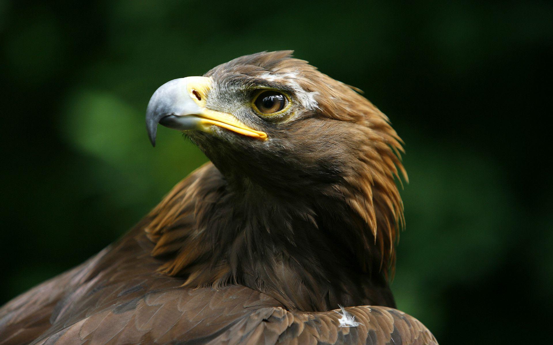 Golden Eagle Wallpapers Wallpaper Cave
